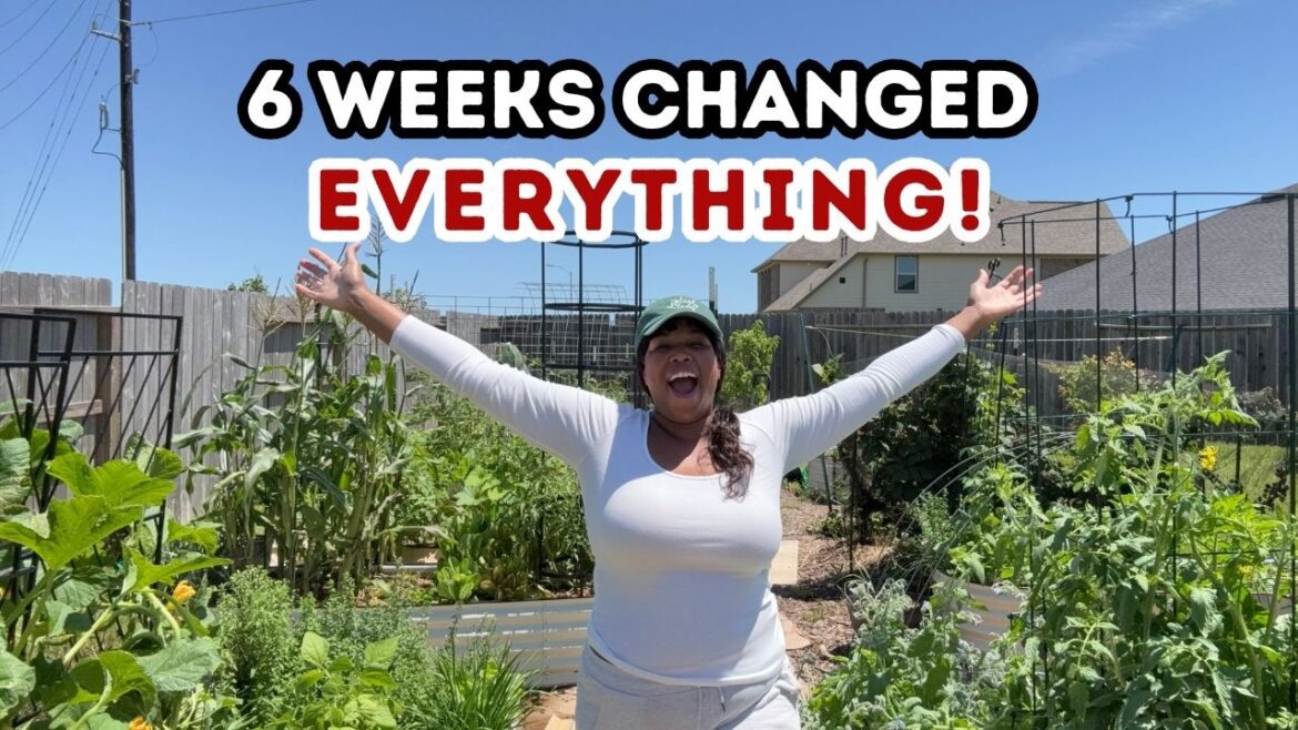 What 6 Weeks Did to My Backyard Garden: Before & After