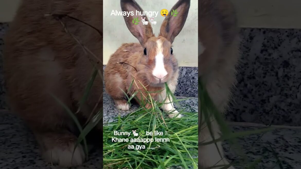 food is love #trending #trendingshorts #music #rabbit #nature #rain #love #pets #loveforever #trends