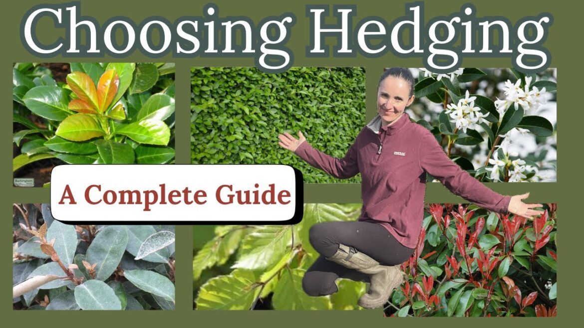 Garden Design: A Guide to Choosing Garden Hedging (2025)