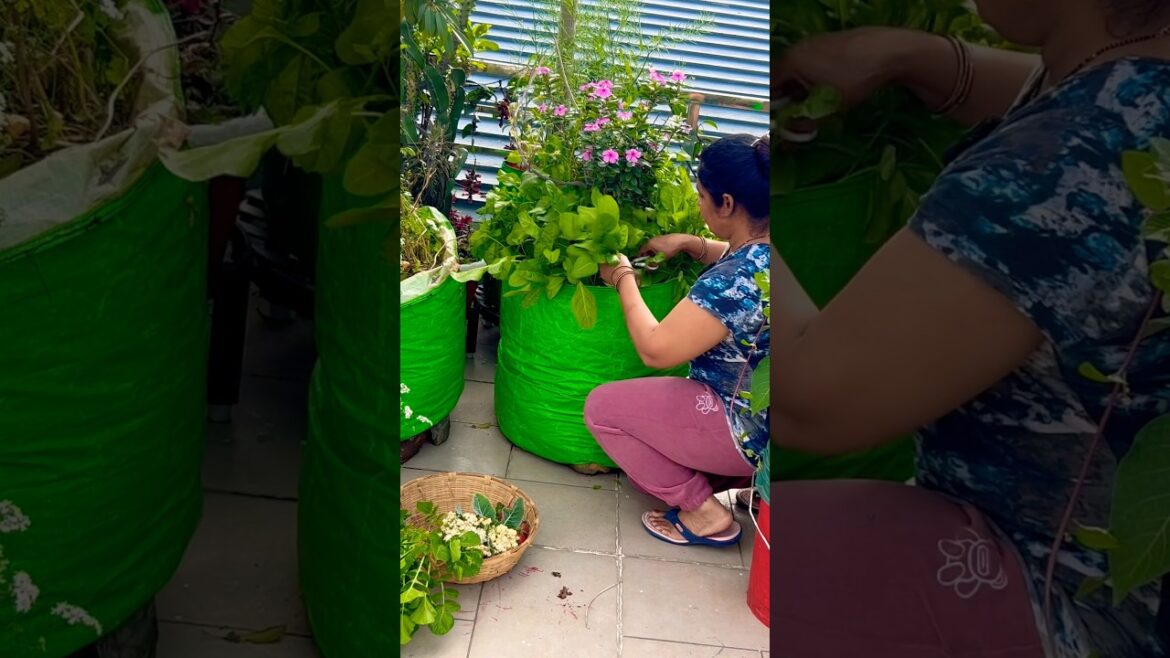 vegetable #garden gardening #vegetables #organic #organicfarming #terracegarden #shorts vegetable #garden gardening #vegetables #organic #organicfarming #terracegarden #shorts