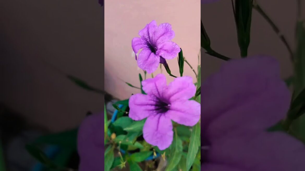 The Allure of Purple Flowers: A Garden Design Guide #shorts #youtubeshorts #naturelovers The Allure of Purple Flowers: A Garden Design Guide #shorts #youtubeshorts #naturelovers