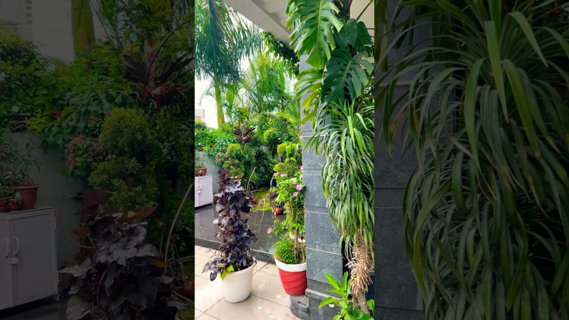 पौधों का नशा  #indoorplants #garden #plants #gardening #vastu #houseplants #shortvideo#viralvideo