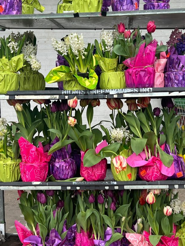 This March 17, 2024, image provided by Jessica Damiano shows forced spring bulbs for sale in Long Island, N.Y. (Jessica Damiano via AP)