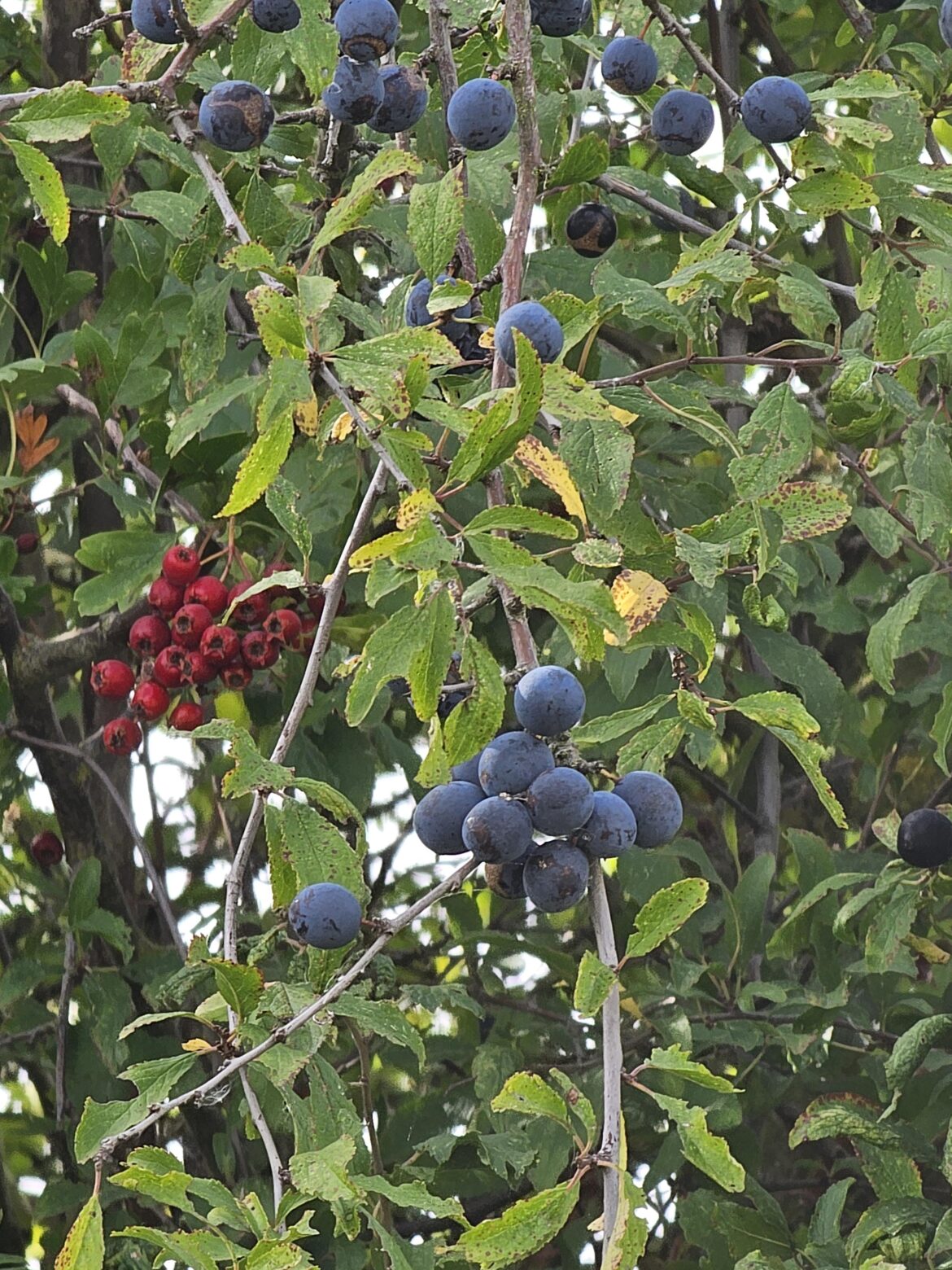 Anybody know the name of these berries?