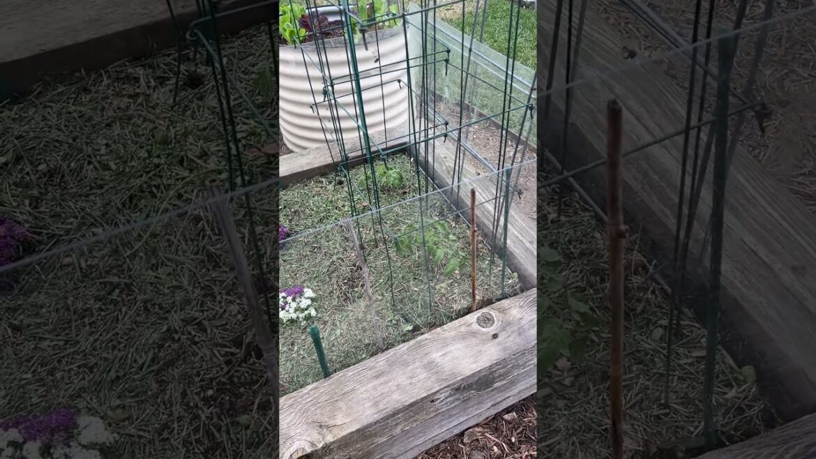 Gulf Coast Gardener - Did I plant tomatoes too early?