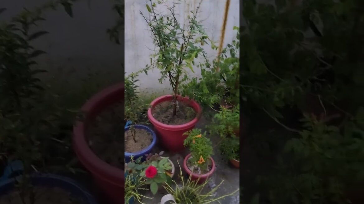 #garden#mansoon #shorts #viral #trending #ytshorts #terracegardenindia #trendingshorts #vibes #love #garden#mansoon #shorts #viral #trending #ytshorts #terracegardenindia #trendingshorts #vibes #love