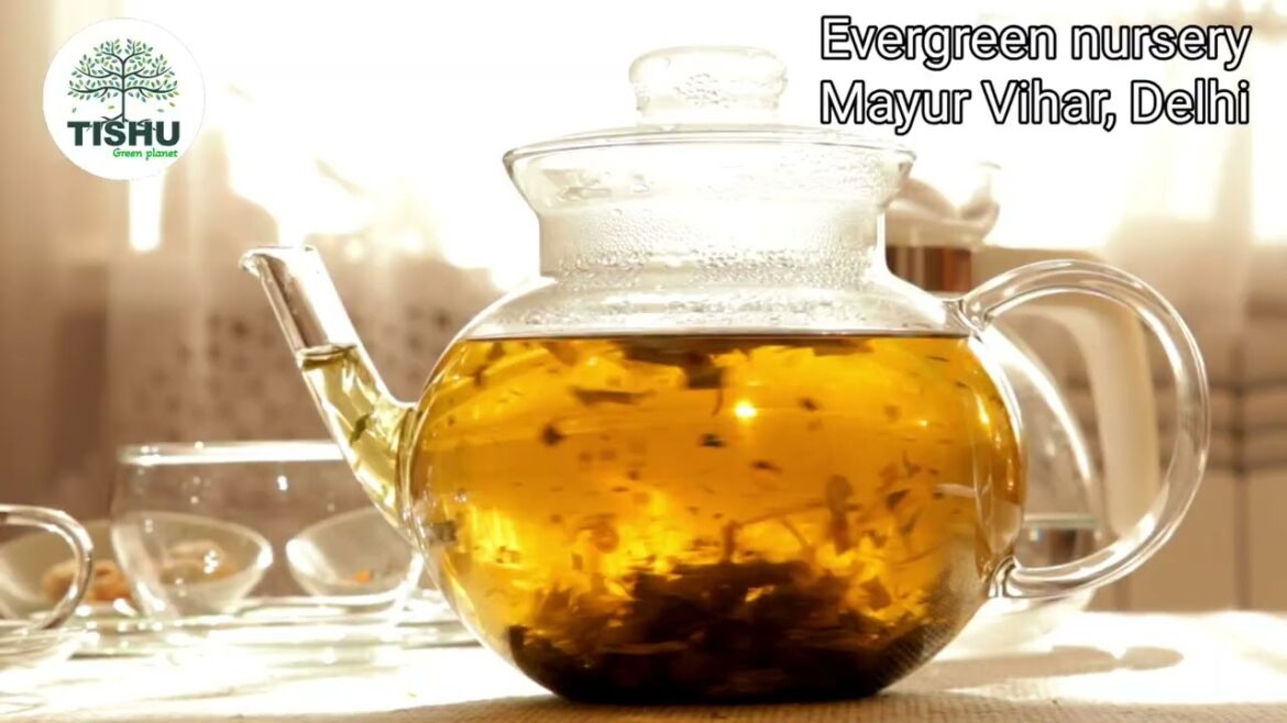 8 Medicinal Plants You Must Grow | Evergreen Nursery | Herbal Garden Tips ЁЯМ┐ 8 Medicinal Plants You Must Grow | Evergreen Nursery | Herbal Garden Tips ЁЯМ┐