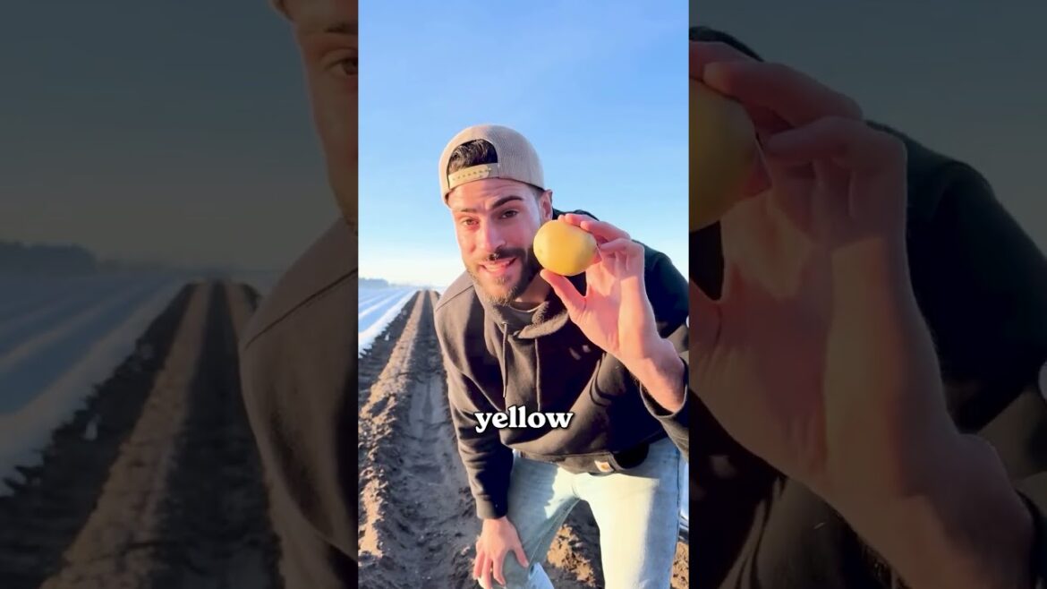 Gardening vs. farming potatoes...