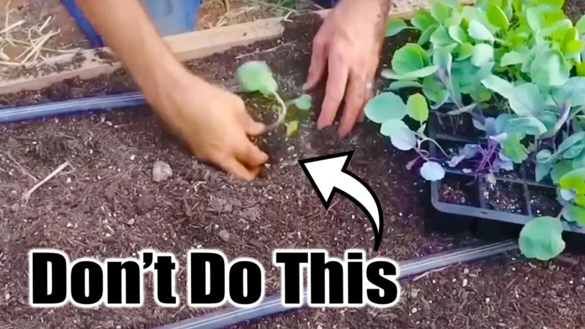 7 Fall Planting Mistakes