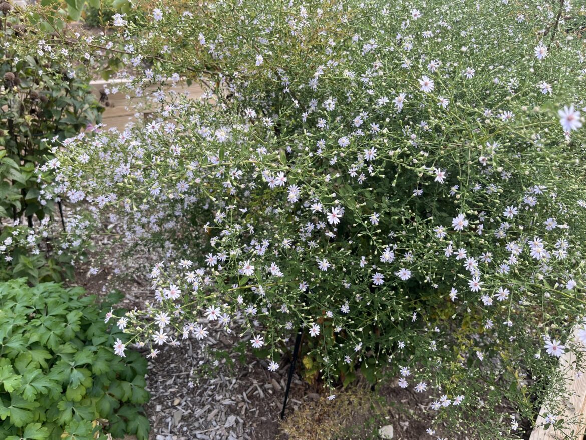 My Blue Wood Aster is exploding (SE PA)