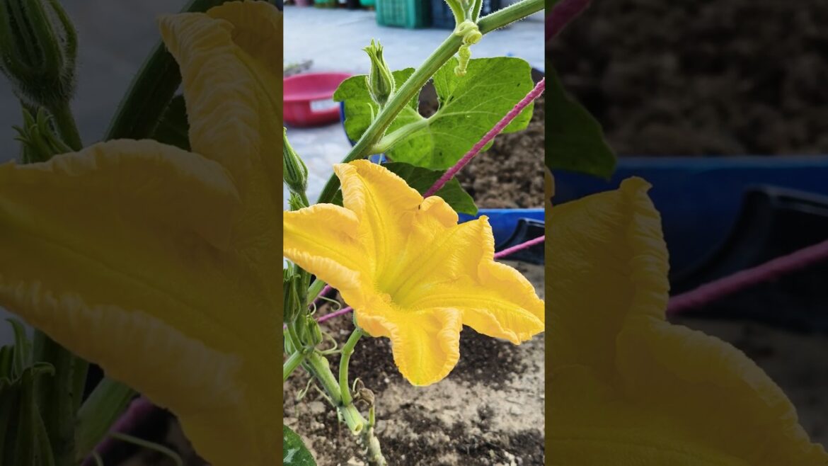 Discover the ASTOUNDING Beauty of Pumpkin Flowers!#shorts #trending #gardening #viral #flowers