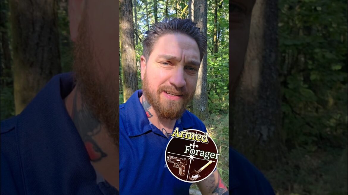 American Trailplant (Adenocaulon bicolor), plant identification, Edible or Medicinal? #pnw #foraging