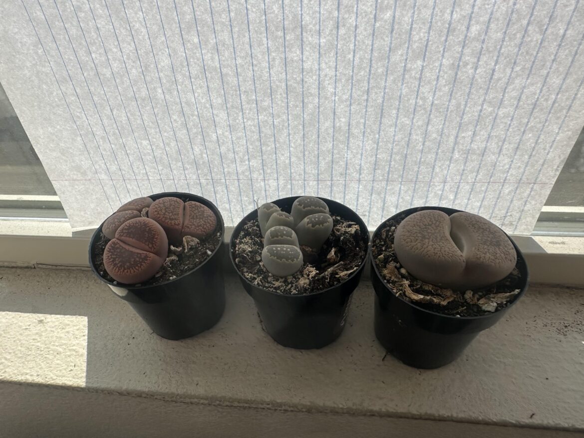 Help - Lithops Facing West