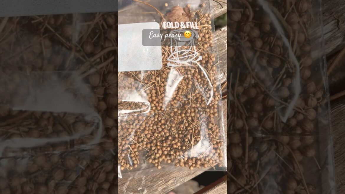 Grow endless cilantro with this seed saving trick