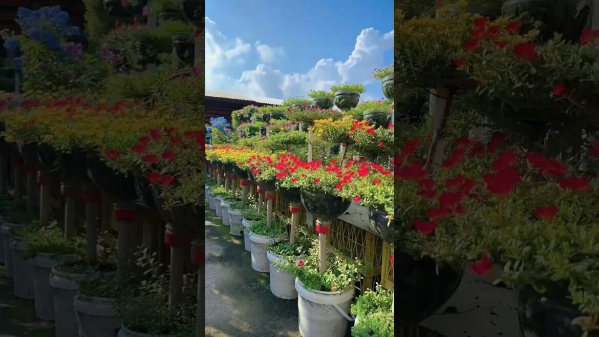 Planter Paradise Found🌸🌱#gardening #asmr #flower #nature #shortsfeed #satisfying