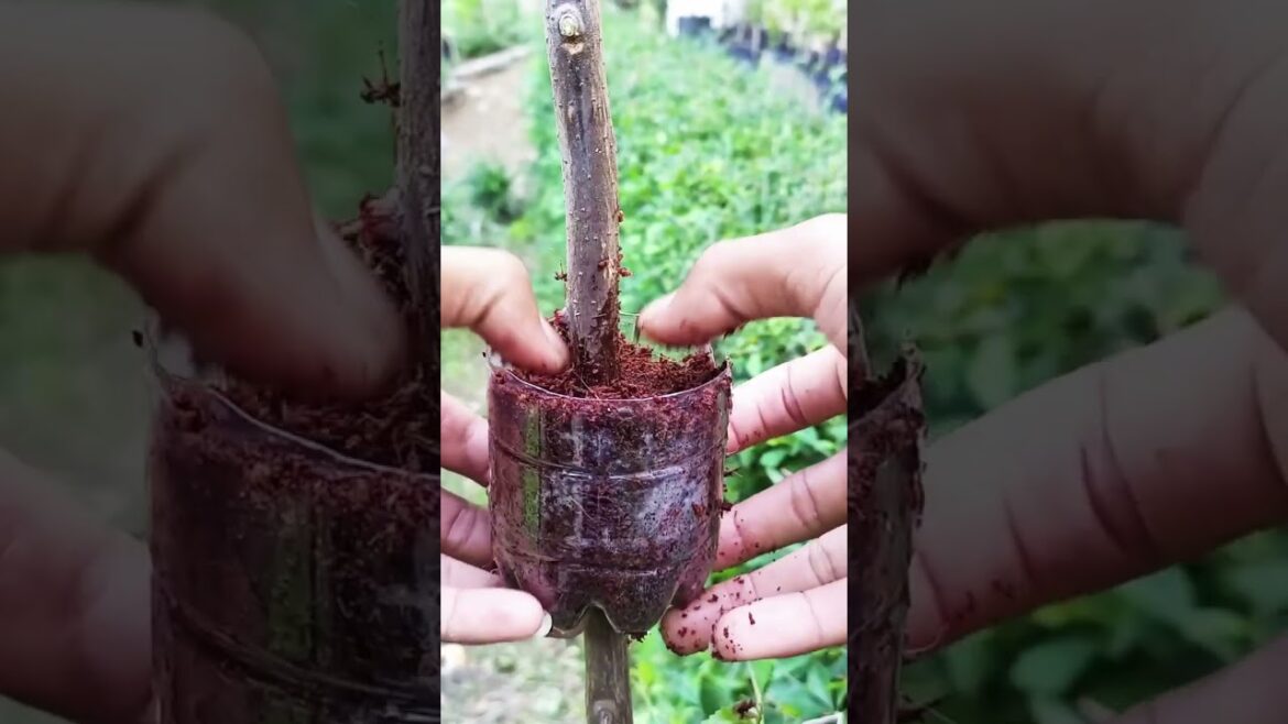 How to do Grafting for new plants #graftingtips#graftingplants#flowerplants#gardendesign#homemade