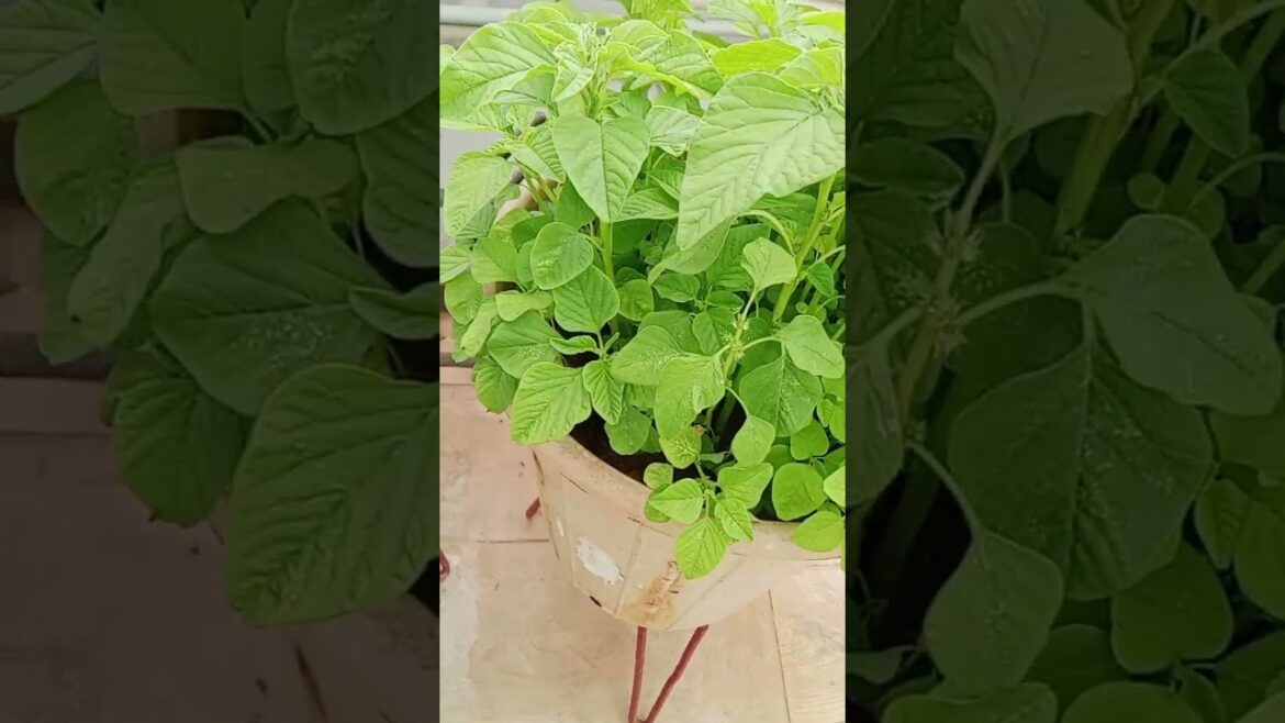 #thotakura#compst bin#leafy vegetable#growing leafy veg#organic#terrecegarden #container garden