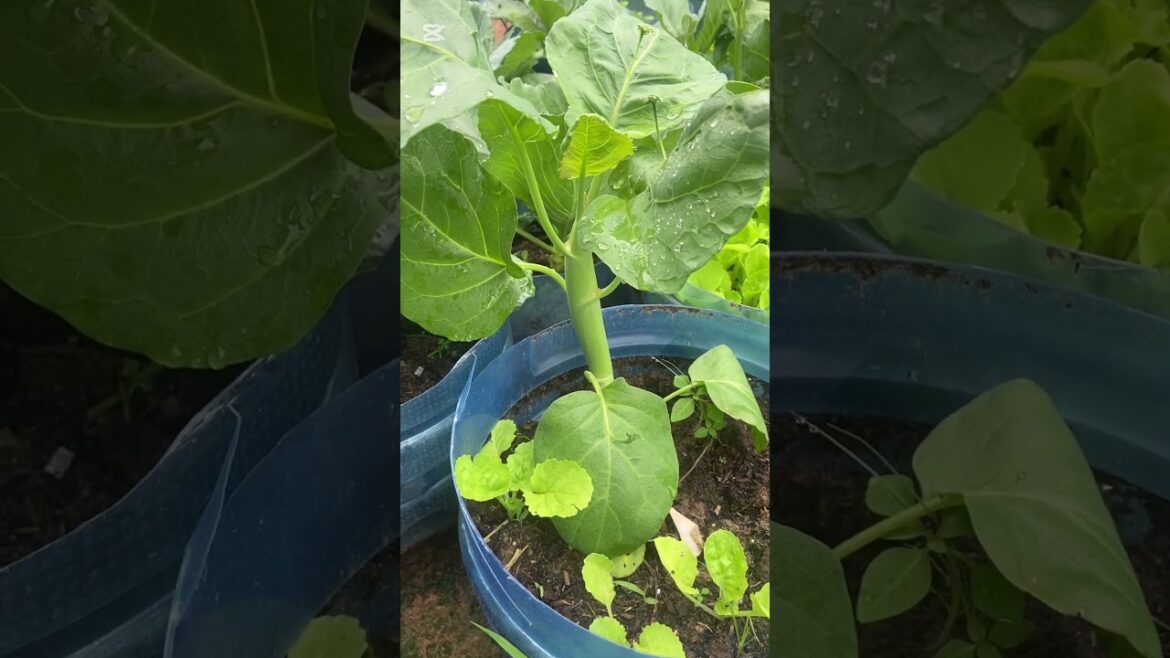 Growing Vegetables in Old Buckets #VegetableGardening #BucketGardening #ContainerGardening