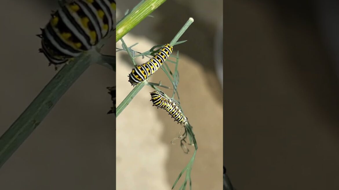 Will there be enough food? #swallowtail