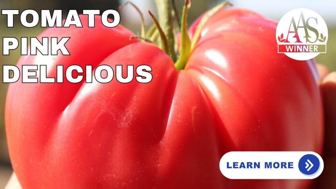 🌱 Tomato Pink Delicious – Juicy Flavor & Easy to Grow | Gardening Tips