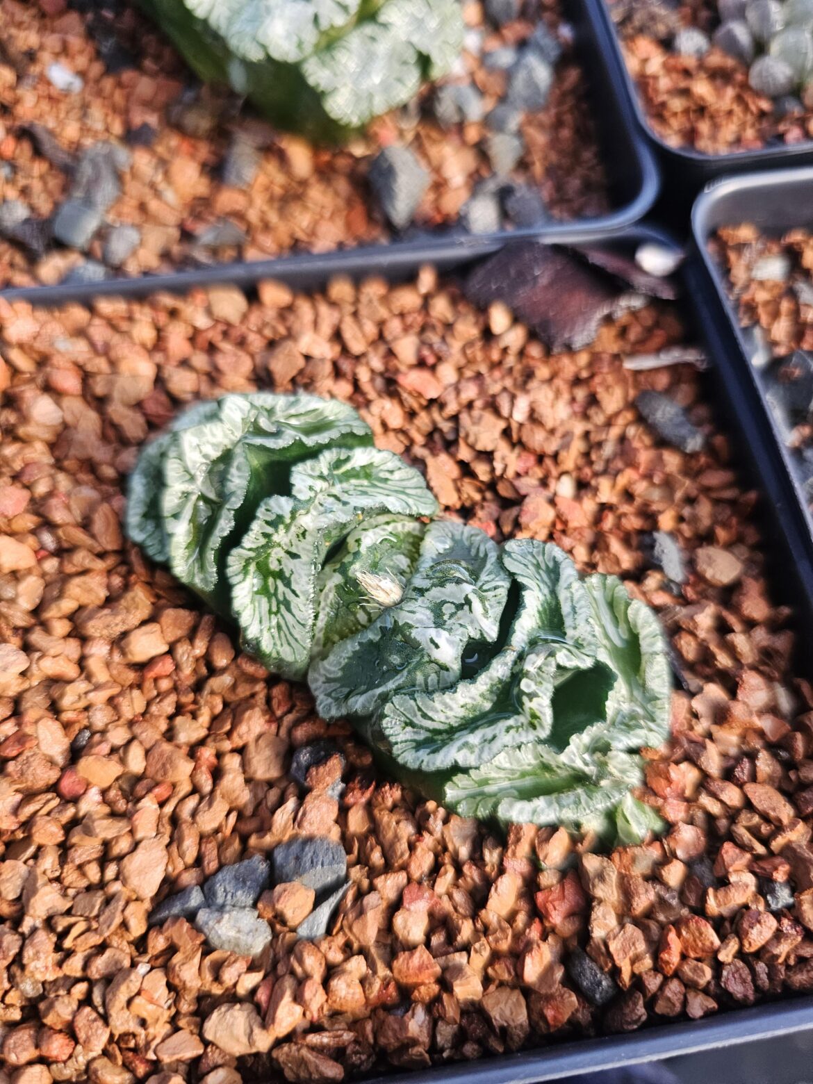 H. truncata cv. "Genbu"