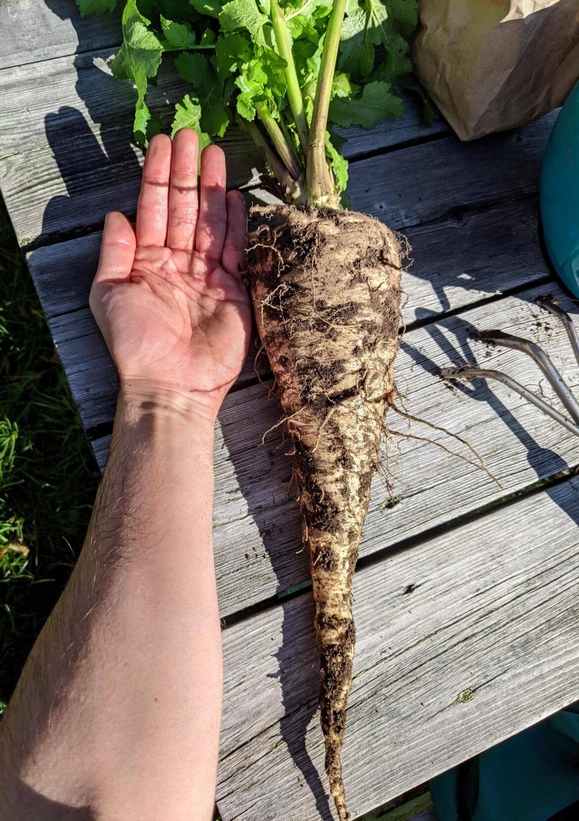 Daughter asked for parsnips I didnt think theyd grow