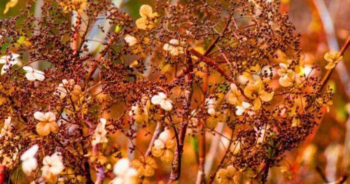 Hydrangea job should never be done in autumn or risk no flowers next year Ipso logo
