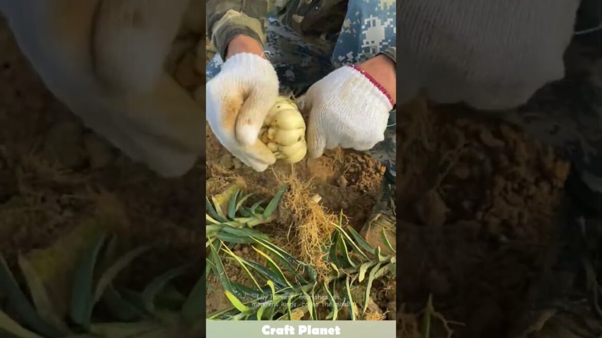 Lily harvest: nourishes yin, moistens lungs, calms the mind! #planting  #herbalmedicine