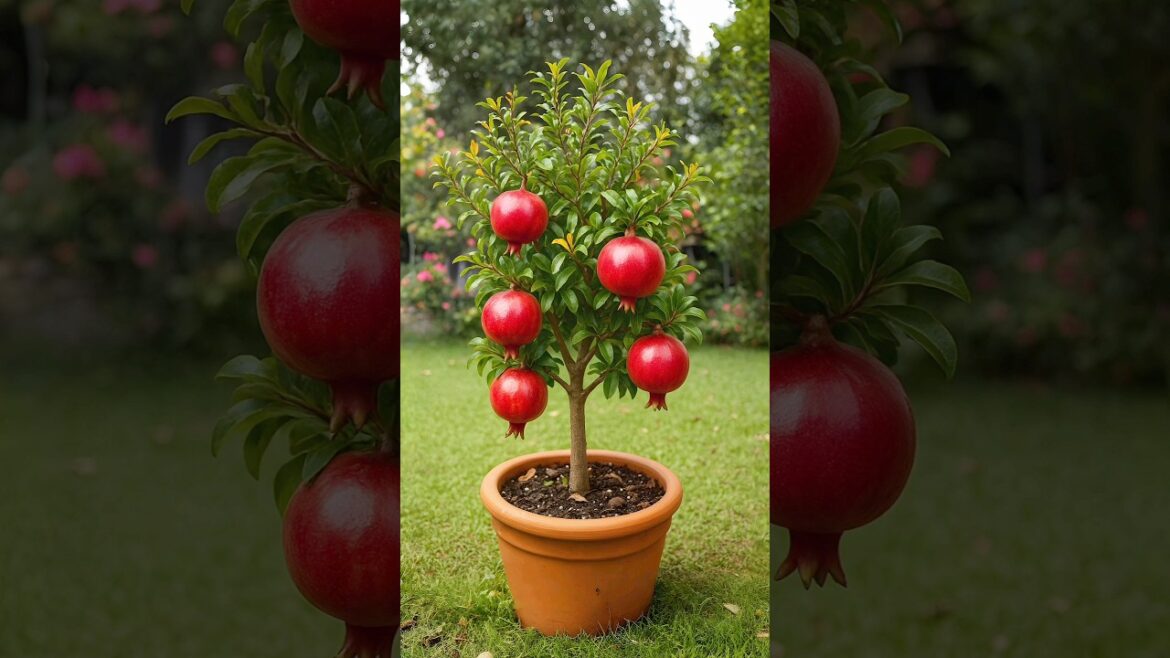 How to Grow a Pomegranate Tree at Home | Easy Gardening Tips How to Grow a Pomegranate Tree at Home | Easy Gardening Tips
