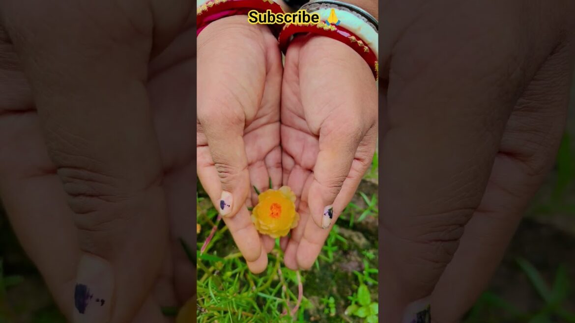 ফুল নিয়ে টিকটিক #gardening #youtubeshorts #UpdateGardening #garden #youtubeshort #flowers #rose ফুল নিয়ে টিকটিক #gardening #youtubeshorts #UpdateGardening #garden #youtubeshort #flowers #rose