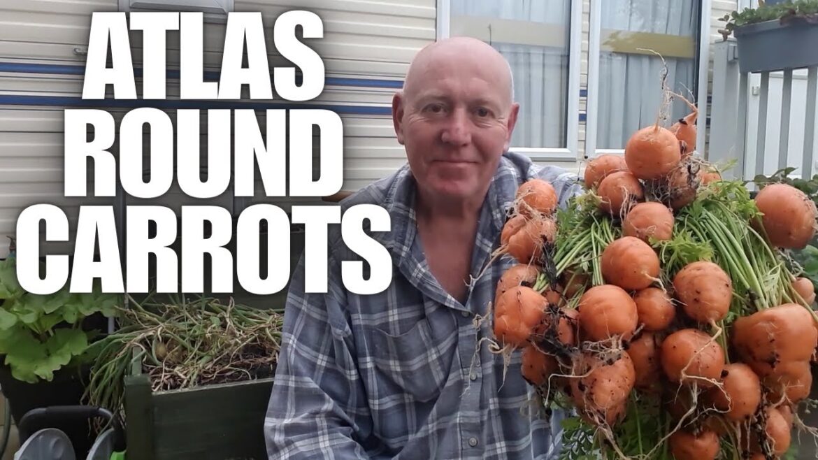 Atlas Round Carrot Harvest [Container Gardening ]