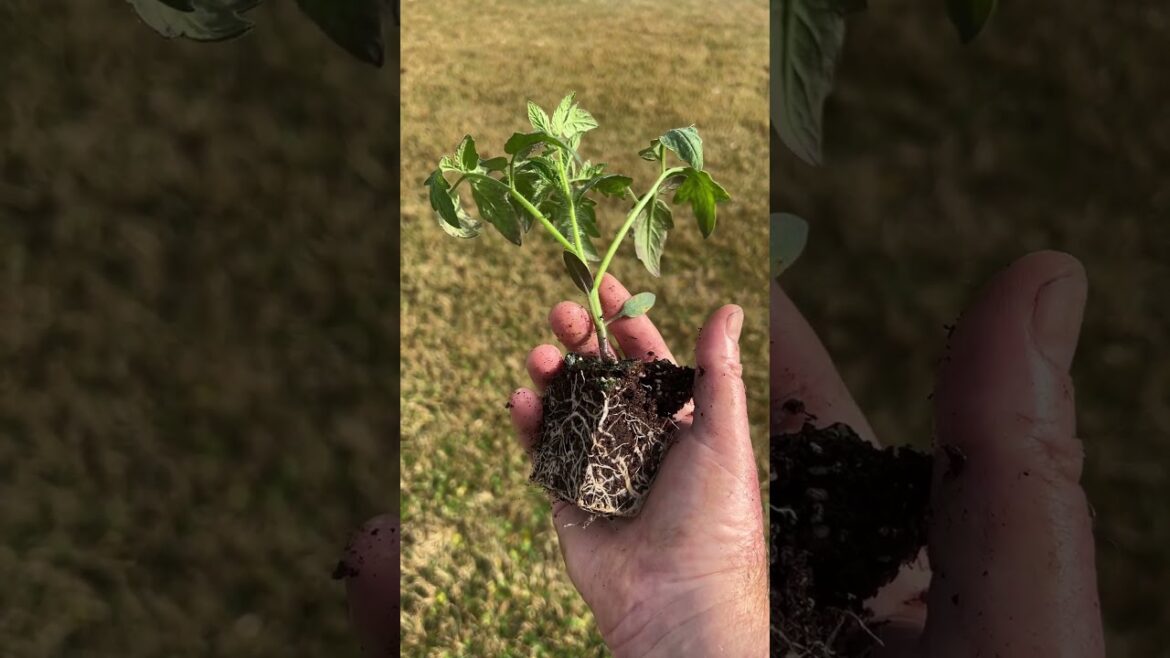 Bush Early Girl - 54 Days!