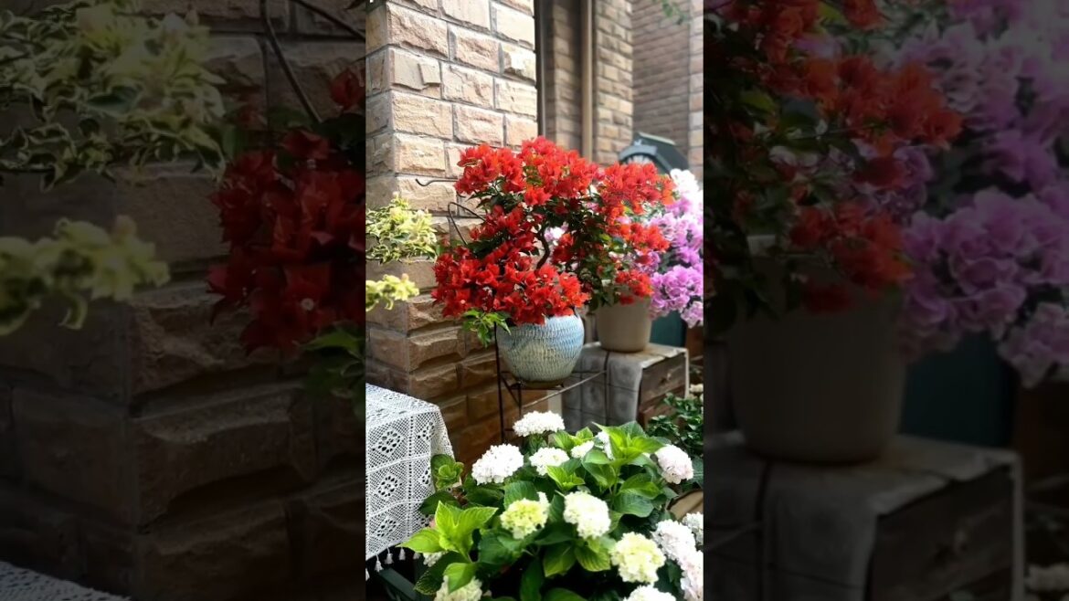 Stylish Garden Decoration Tips and Hacks For Beginner 🌼🌴 #gardening #plants #nature #gardenideas