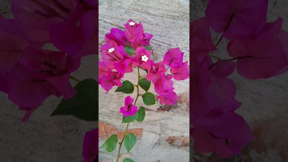 Small Garden Ideas at Home | Easy Flower Gardening #homegarden #gardentips