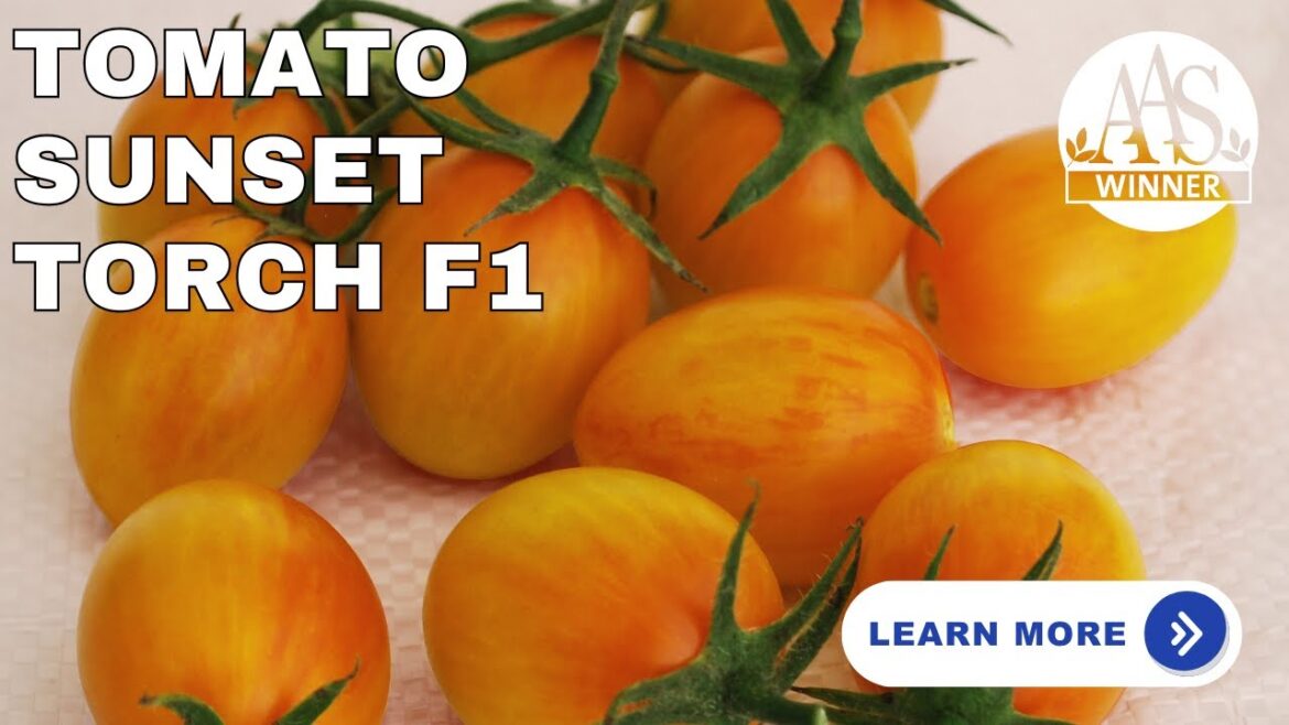 How to Grow Sunset Torch Tomato 🌞 | Rare Tomato Variety with Amazing Colors 🌅#tomatoes  #Gardening