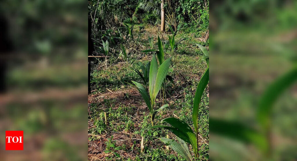 Coimbatore corporation to host expo on rooftop gardening next week | Coimbatore News
