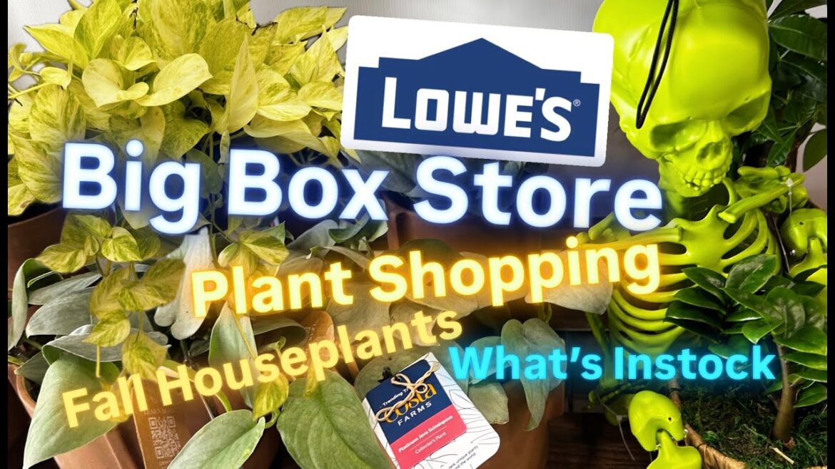 Big Box Store Plant Shopping Live Trends Design New Fall Houseplants Easy Beginner Friendly Plants