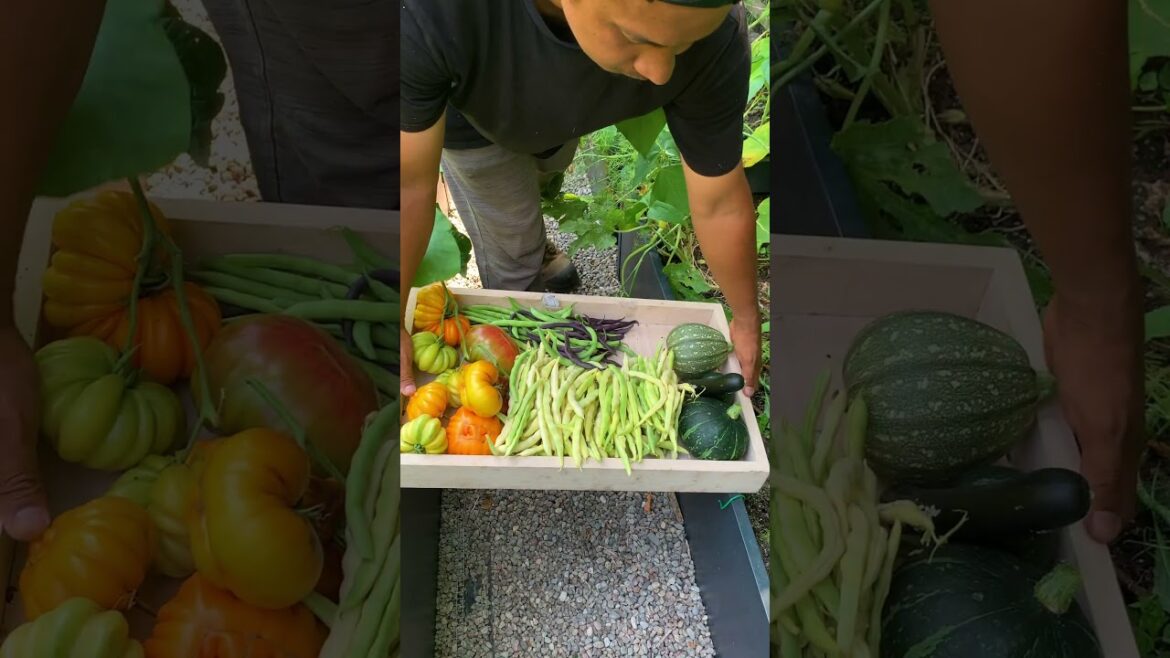 Why We’ll Never Stop Growing Food in the City ๐ฑ๐๏ธ Why We'll Never Stop Growing Food in the City ๐ฑ๐๏ธ