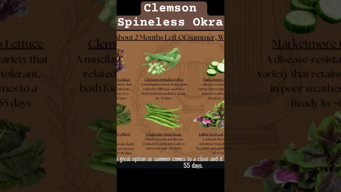 Short: Clemson Spineless Okra #garden #plants #gardening #educational Short: Clemson Spineless Okra #garden #plants #gardening #educational
