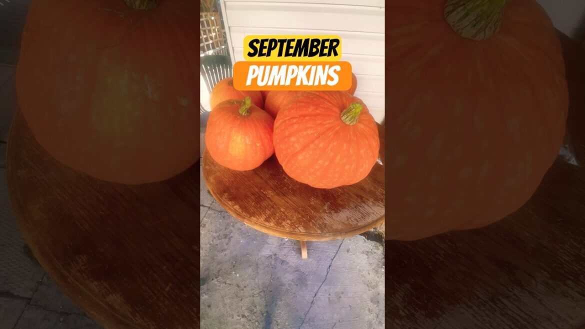 SEPTEMBER PUMPKINS (SHORTS #35) #gardening #vegetablegardening #pumpkins #growth #september #summer