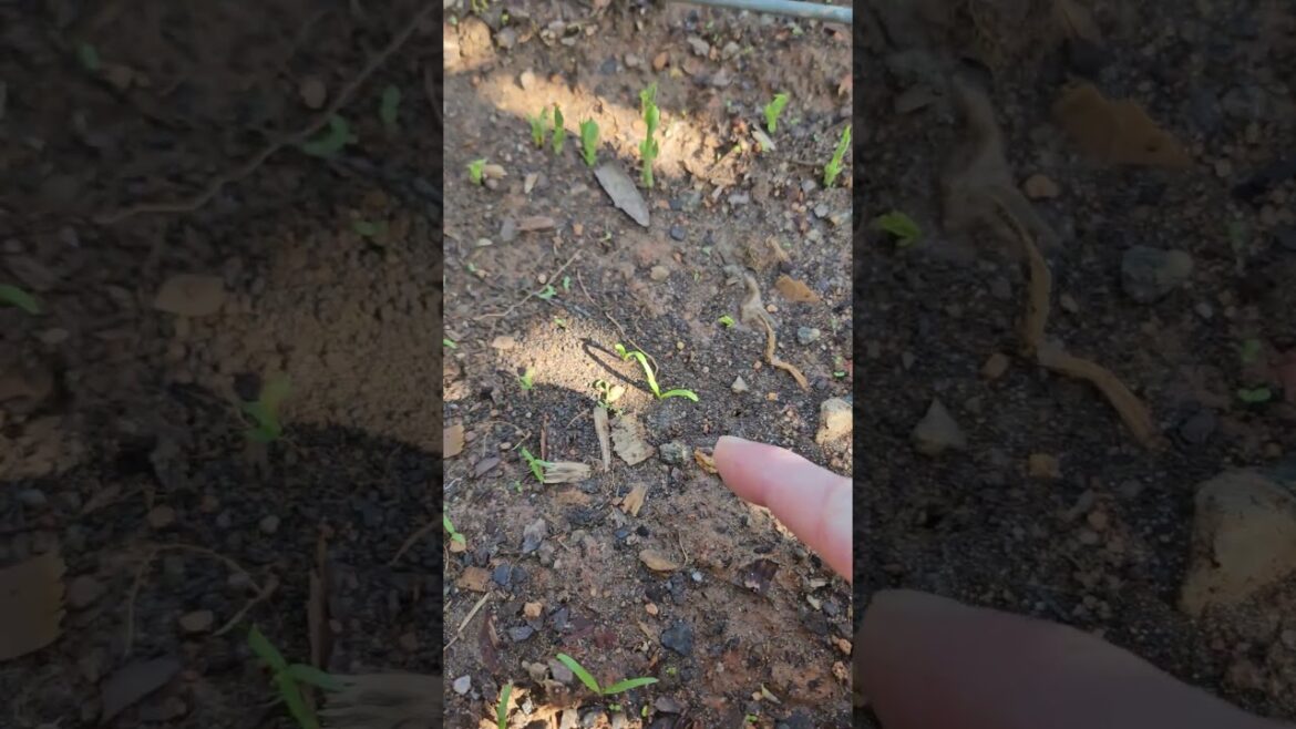 Fall babies! #vegetablegardening #fallgarden #notdoneyet Fall babies! #vegetablegardening #fallgarden #notdoneyet