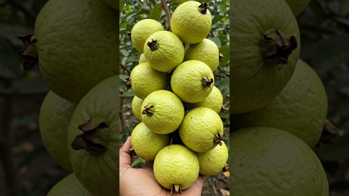 Grow Guava Tree at Home with This Simple Trick! | Gardening Hack