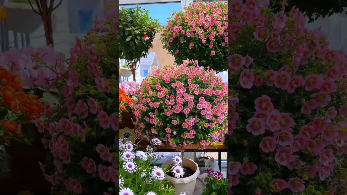 Indoor Oasis Decor ideas You'll get inspired 🌸🪴😲#gardening #outdoorgarden #asmr #flower #plants