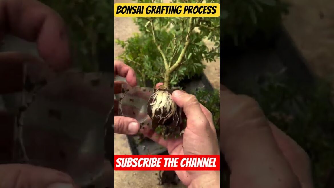 Antidesma Acidum Bonsai Grafting Process #bonsaitree #grafting #indoorplants #garden #ytshorts#short Antidesma Acidum Bonsai Grafting Process #bonsaitree #grafting #indoorplants #garden #ytshorts#short