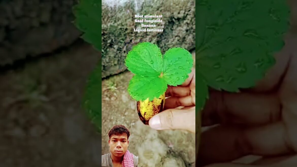easy and fast method for growing and propagating strawberry trees #garden #fruits