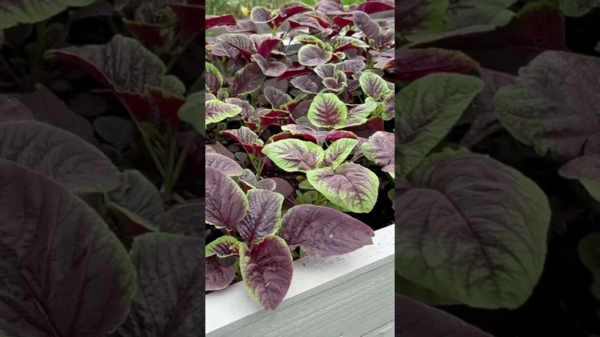 Growing Red Amaranth In Raised Garden Bed 2025 #gardening #comment #share #subscribe Growing Red Amaranth In Raised Garden Bed 2025 #gardening #comment #share #subscribe