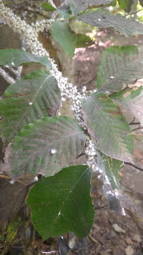 What are these wispy things on a tree?
