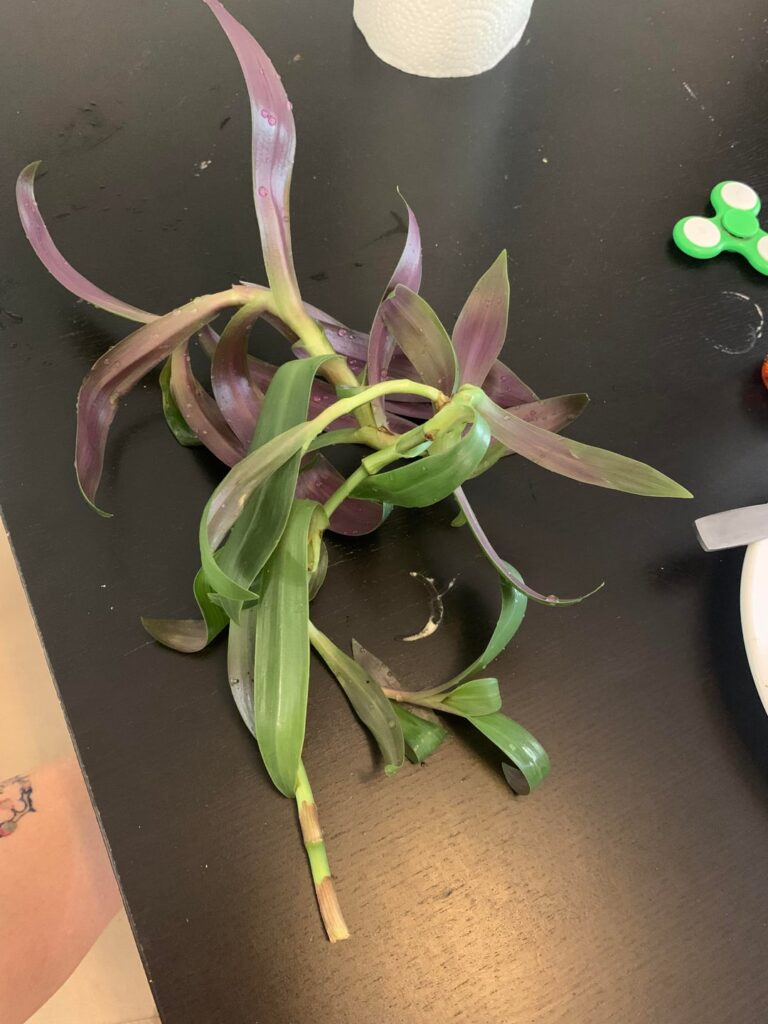 This whole branch fell from my plant. How can i save it?