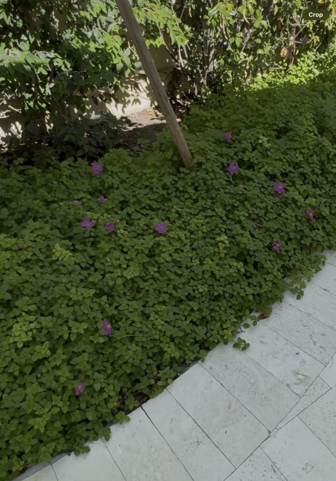 Islamorada, FL— ID on this low growing ground cover?