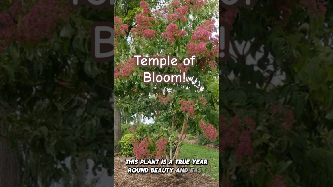 Multi Season Interest! @greatgardenplants #templeofbloom #smalltree #whiteflowers #short Multi Season Interest! @greatgardenplants #templeofbloom #smalltree #whiteflowers #short